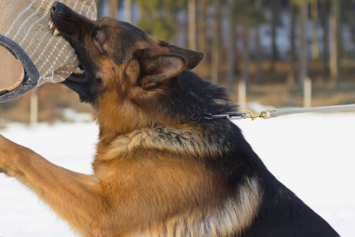 Factors That Can Affect The Value Of Your Dog Bite Claim In Denver